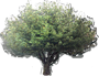 California Laurel